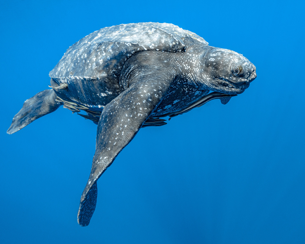 Leatherback turtle