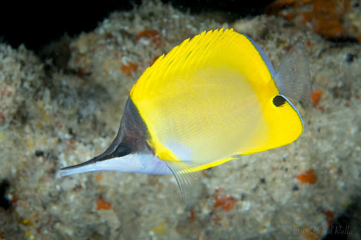 Longnose butterflyfish