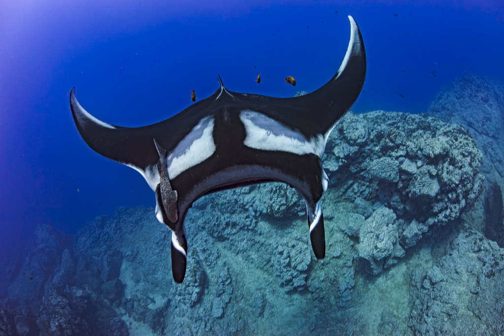 Manta ray