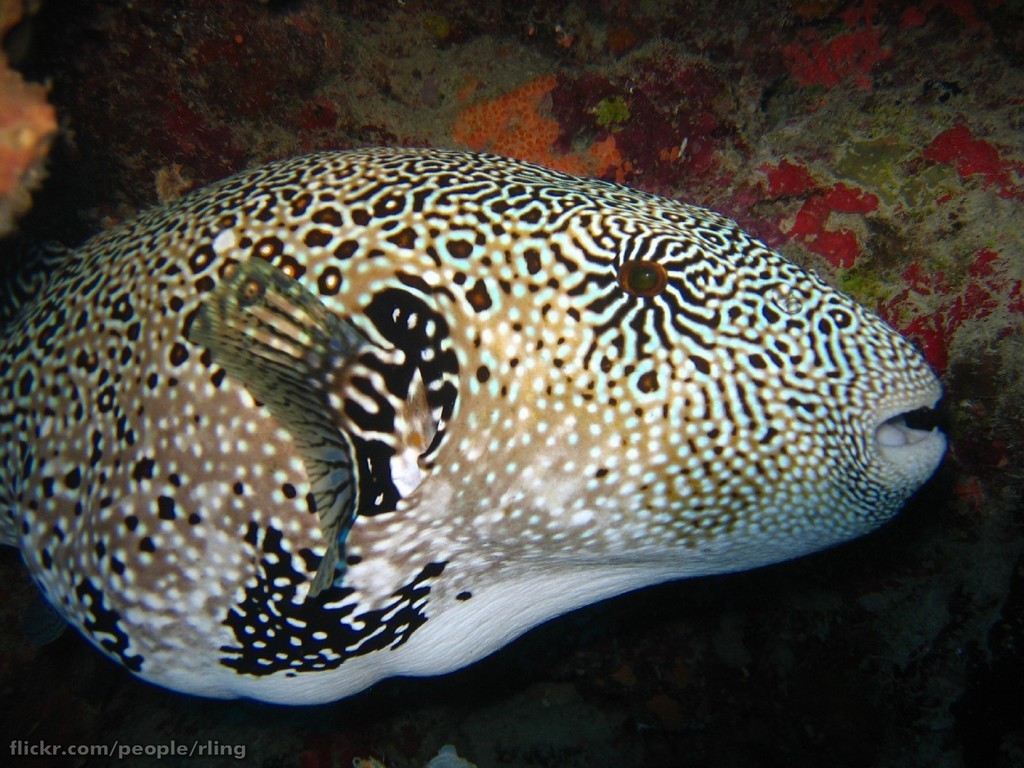 Map pufferfish