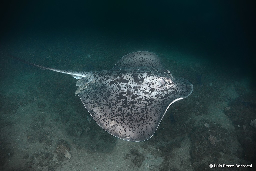 Marbled stingray