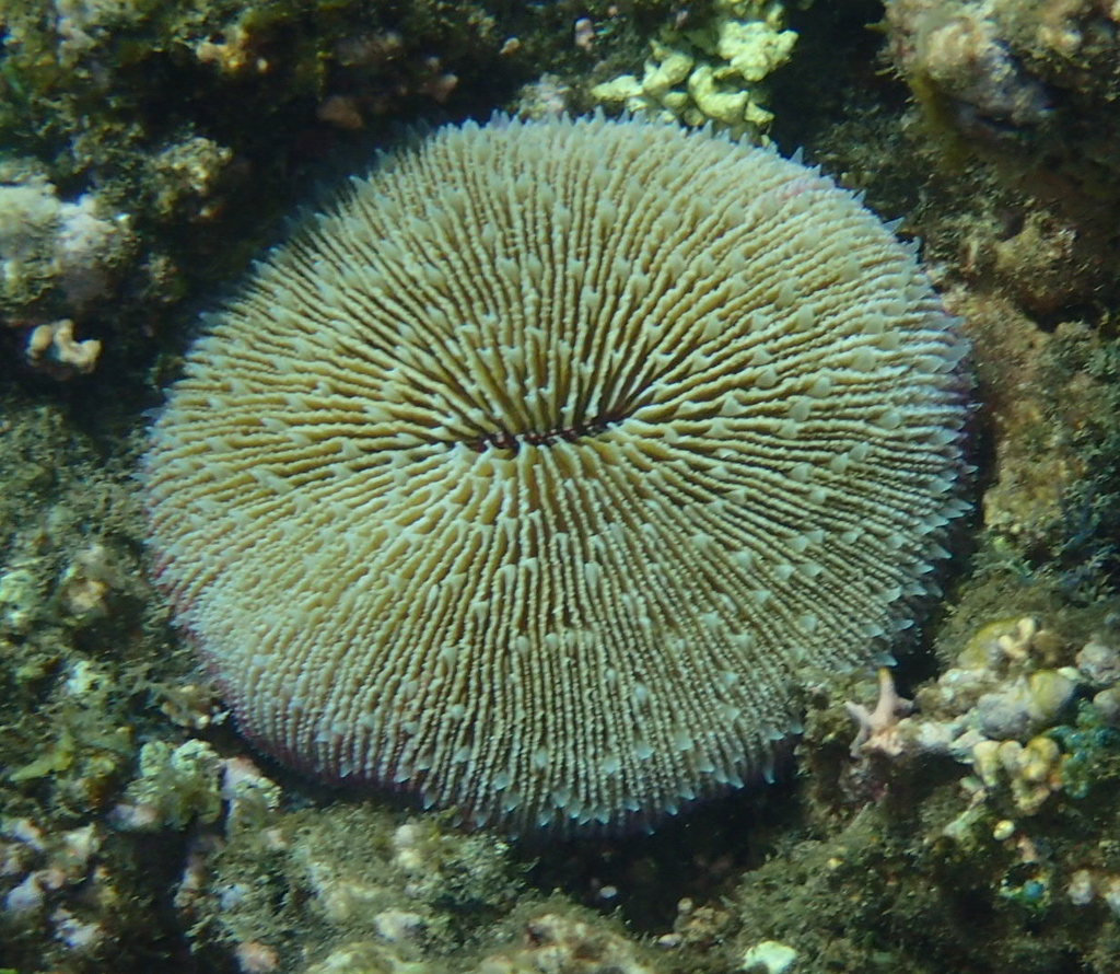 Mushroom coral