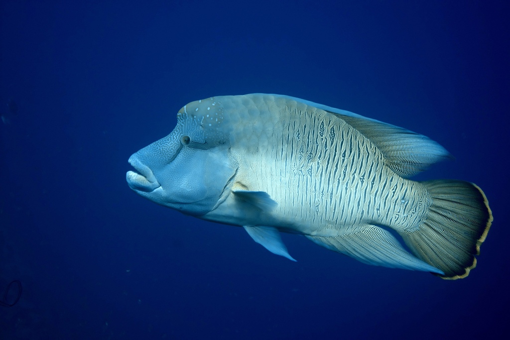 Napoleon wrasse