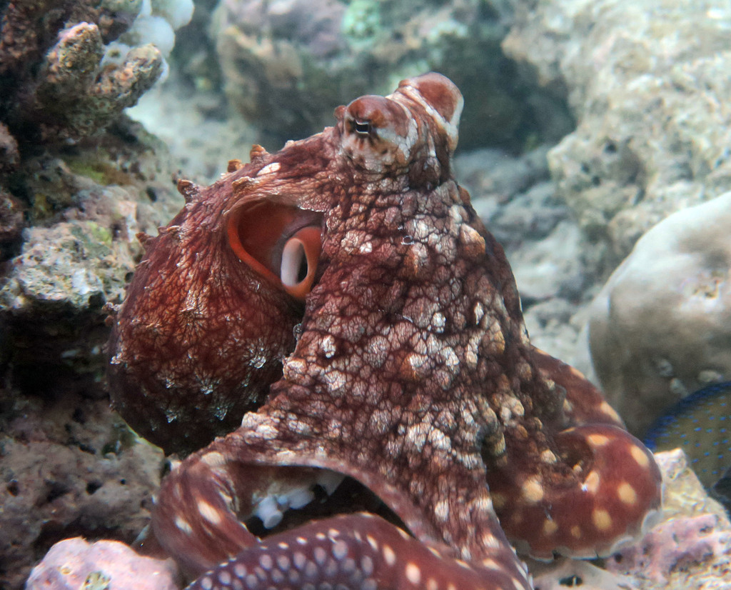 Octopus (reef)
