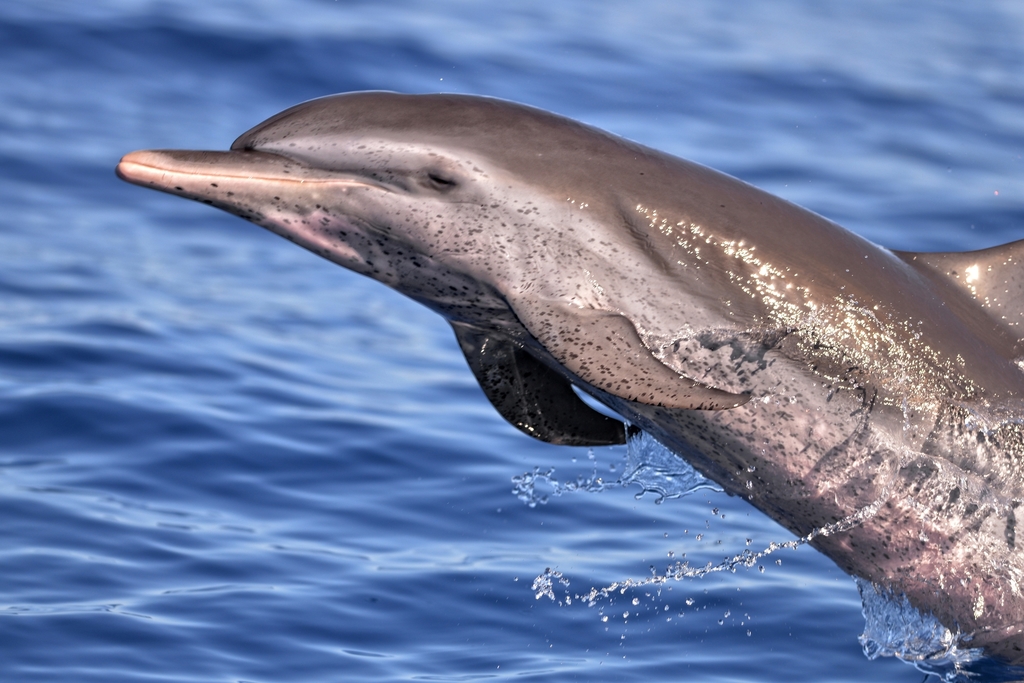 Pantropical spotted dolphin