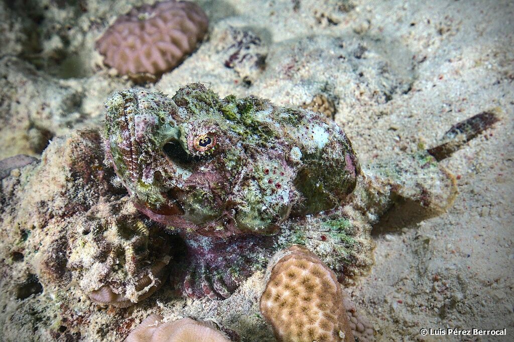 Scorpionfish