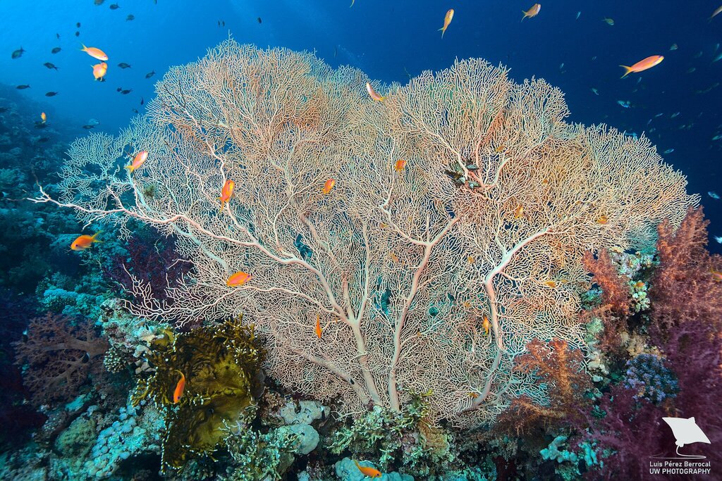Sea fan (gorgonian)