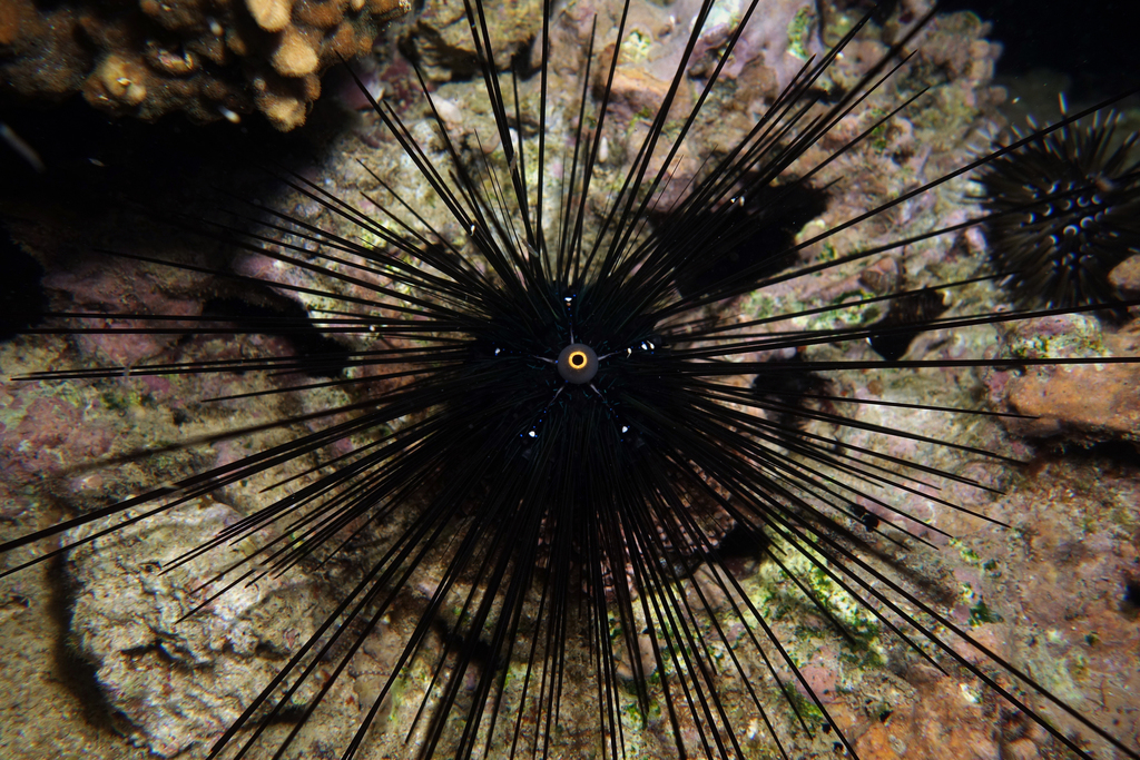 Sea urchin (diadema)