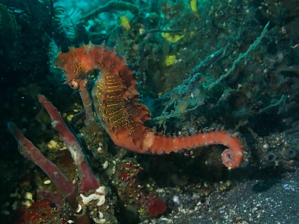 Seahorse (thorny)