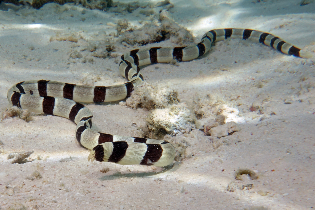 Snake eel