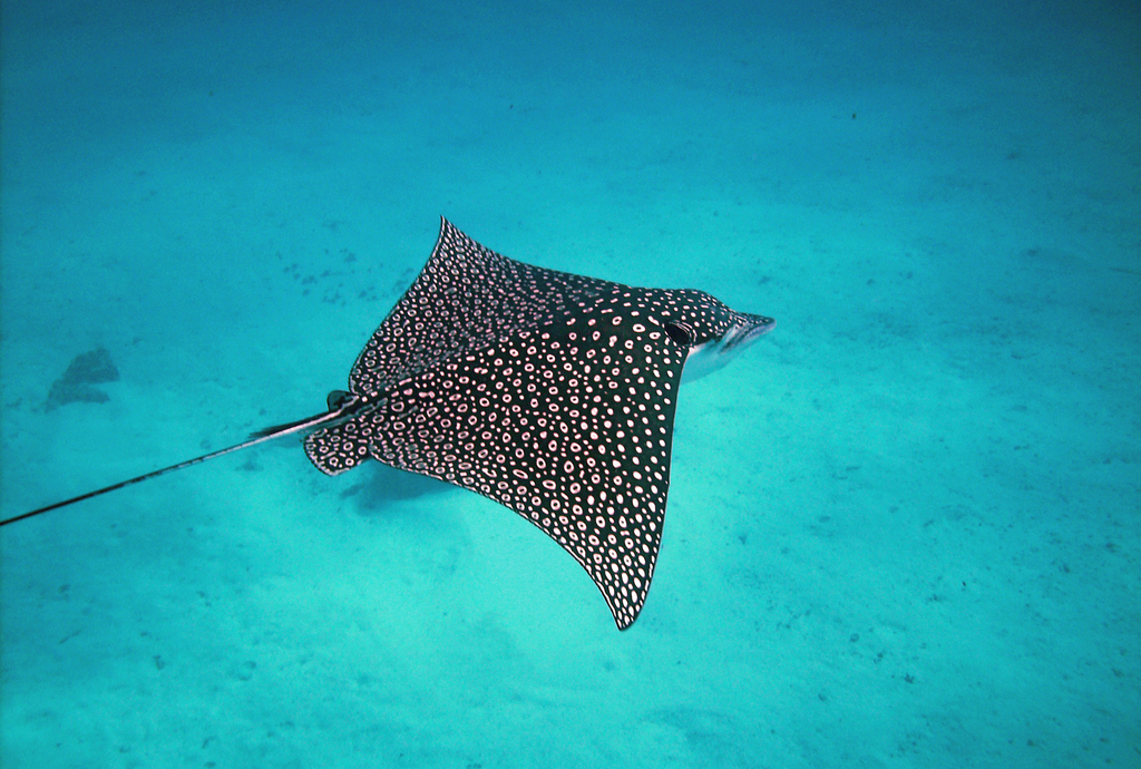 Spotted eagle ray