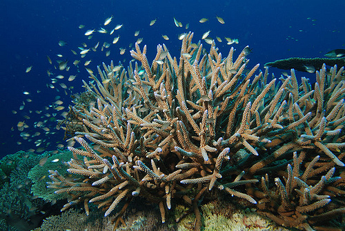 Staghorn coral