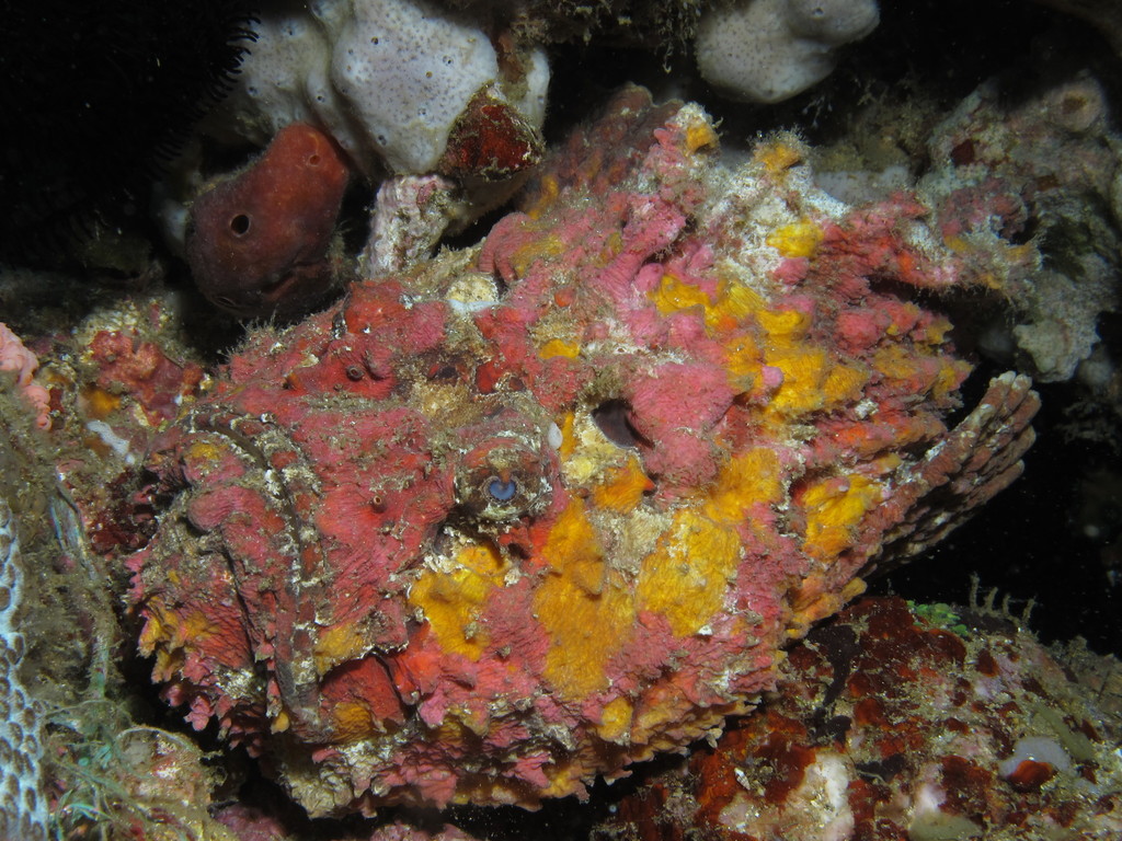 Stonefish