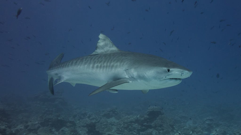 Tiger shark