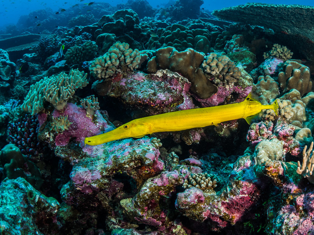 Trumpetfish