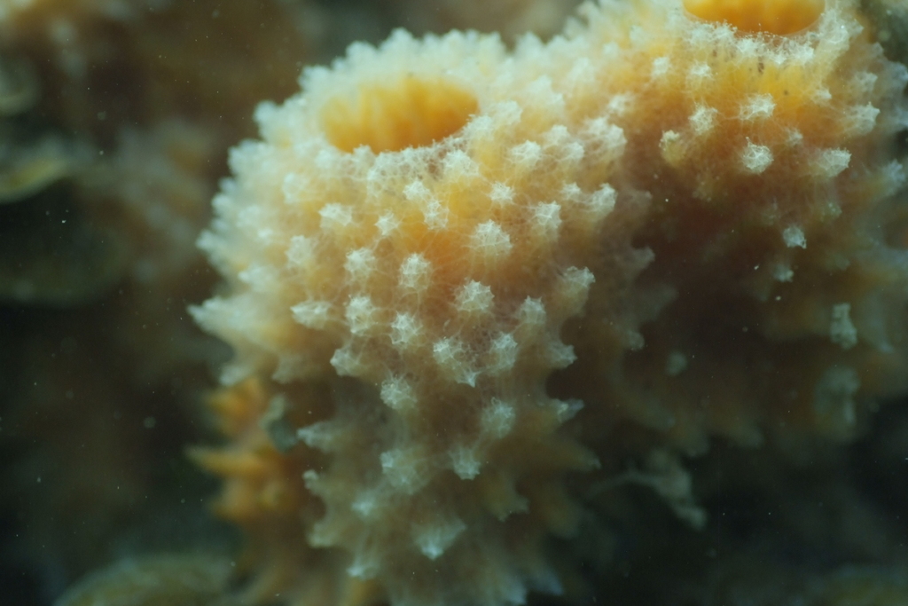Tube sponge