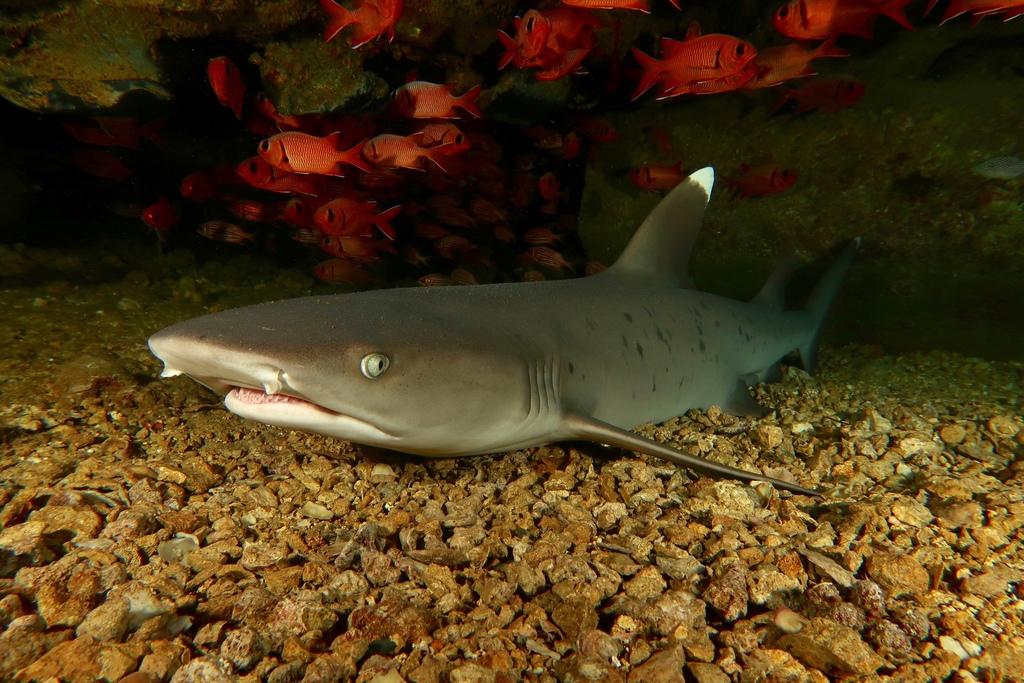 Whitetip reef shark