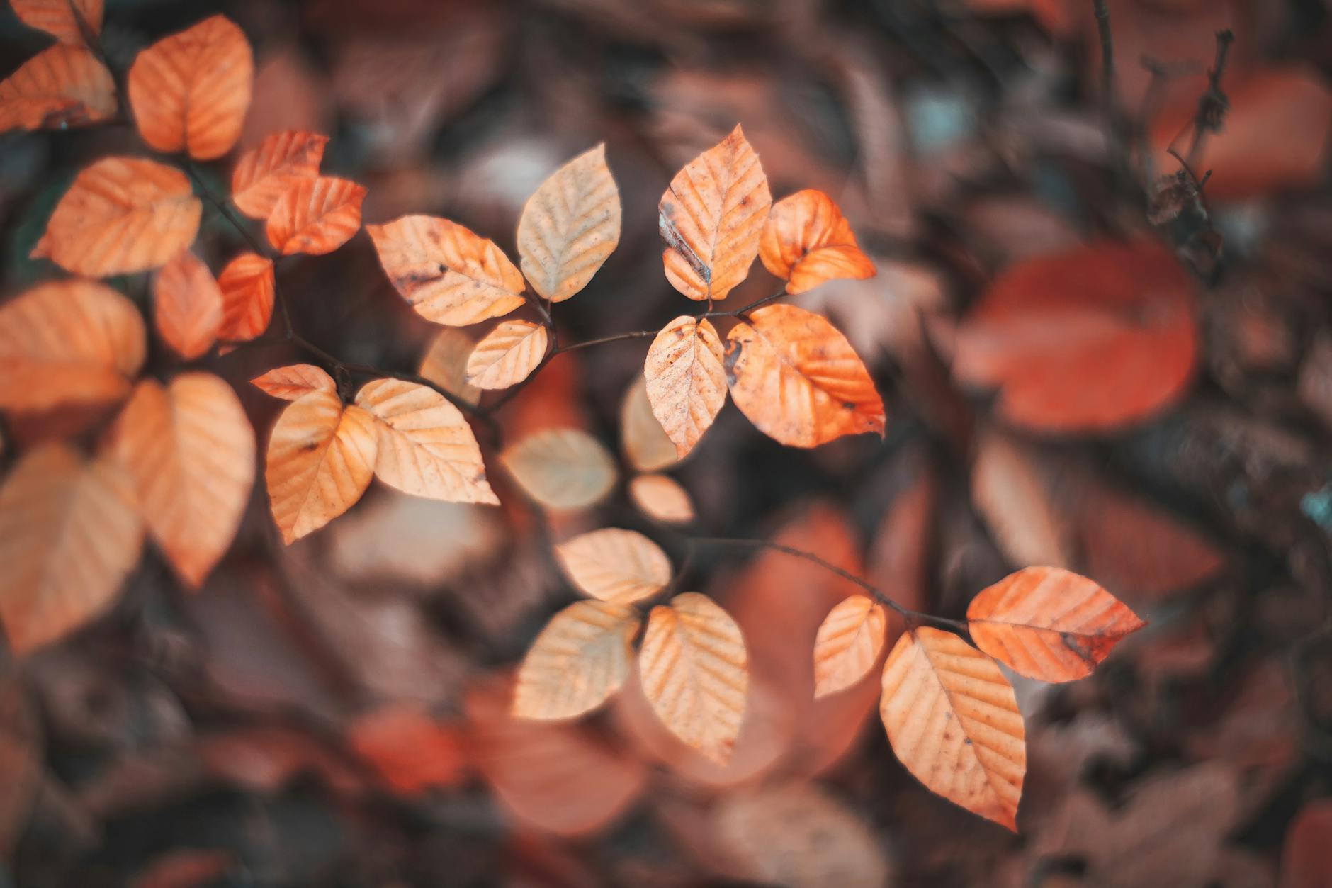 Seasonal Transformation Service