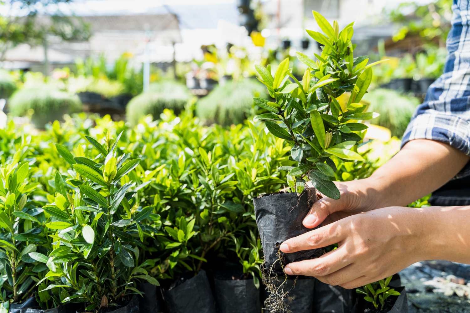 Tree care and horticultural services