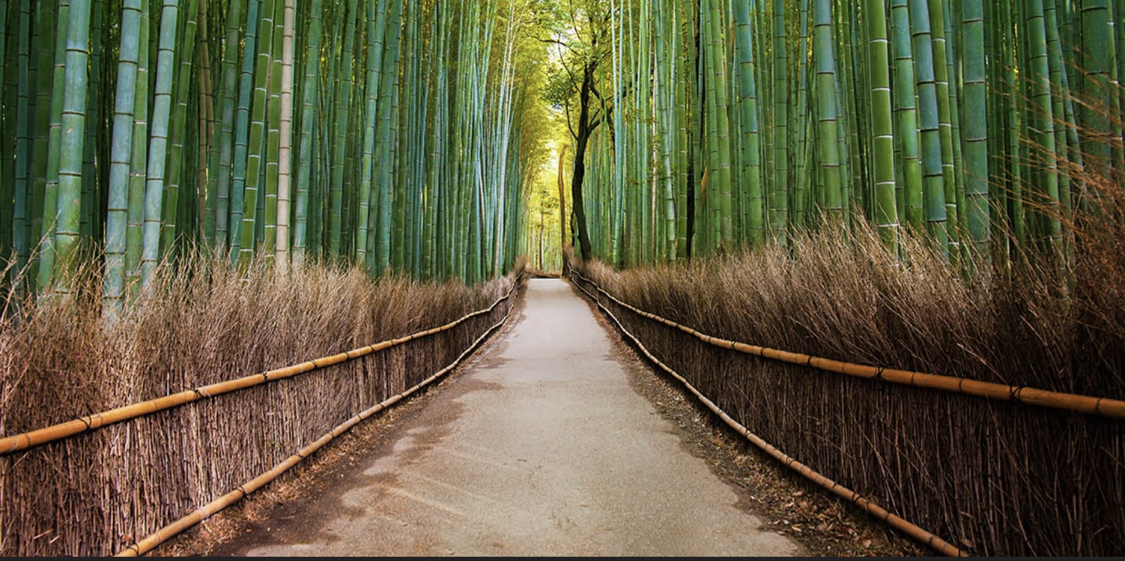 Arashiyama & Bamboo Grove