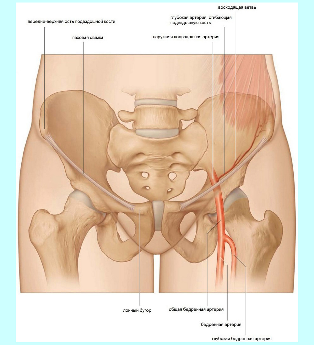 Подвздошная область где находится у женщины фото показ