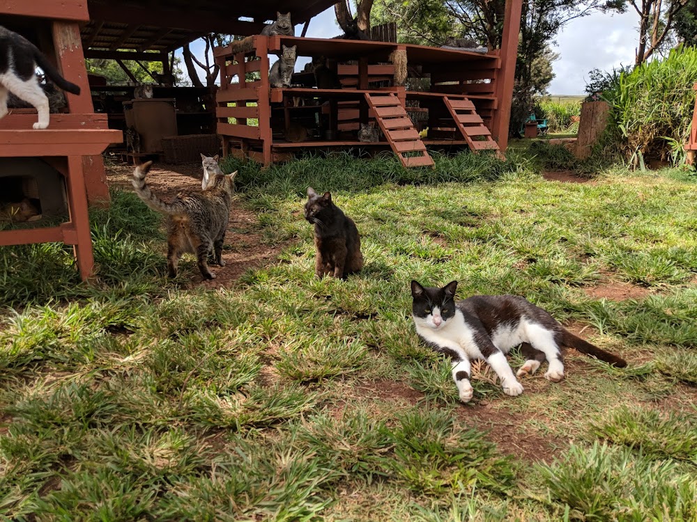 Lānaʻi Cat Sanctuary