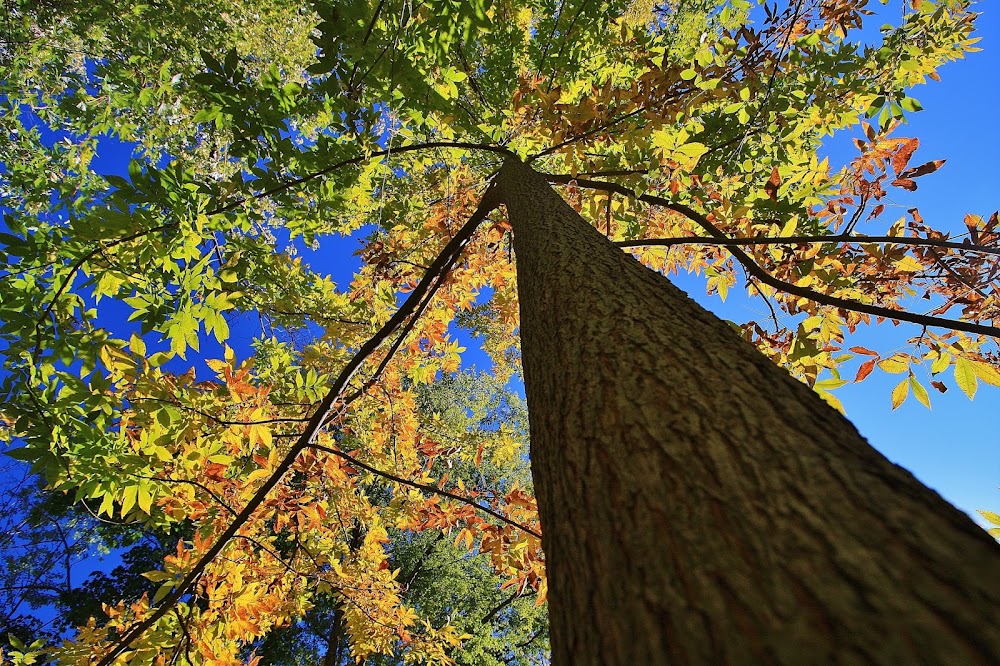 Teaneck Creek Conservancy