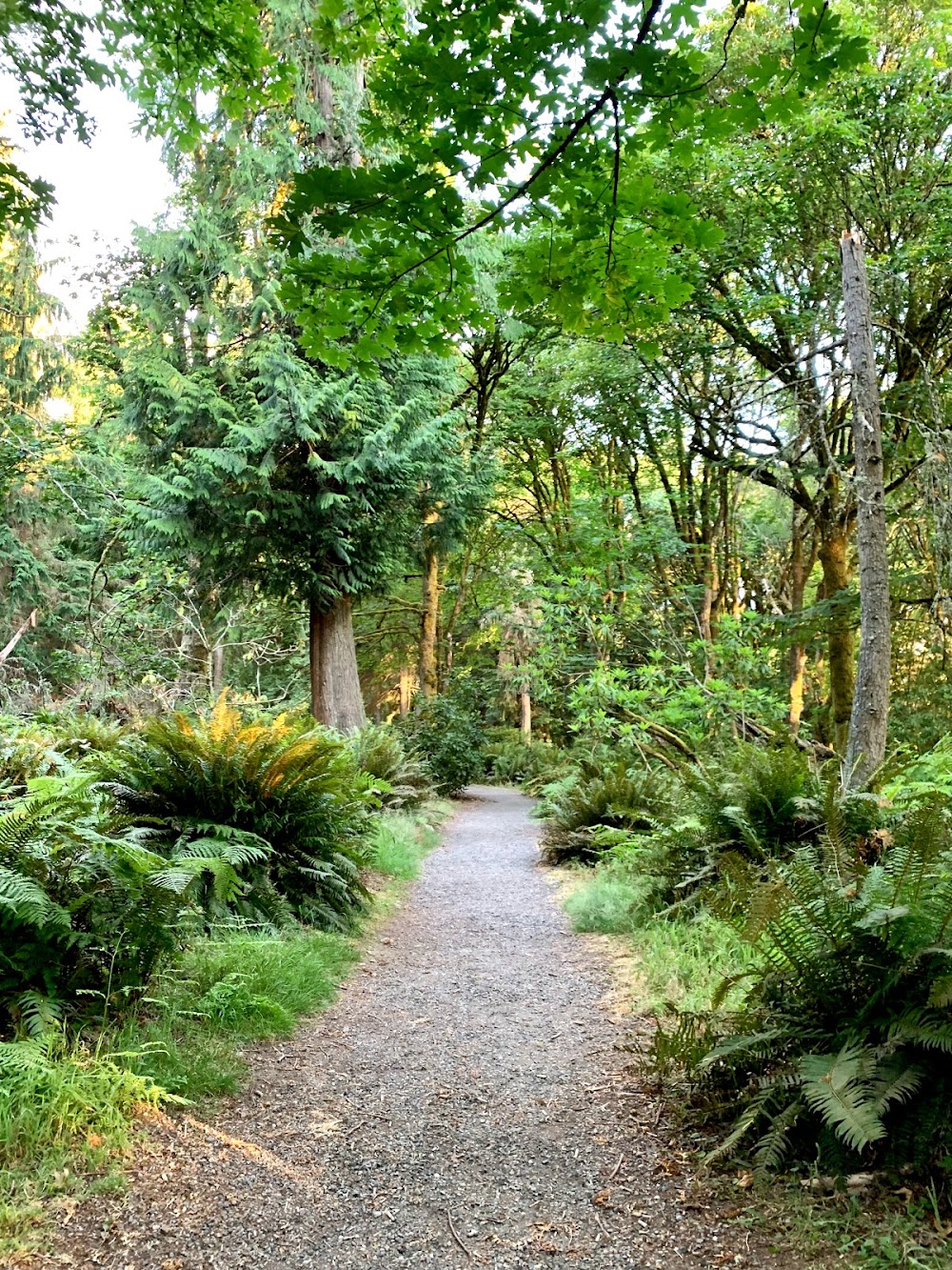 Rhododendron Garden