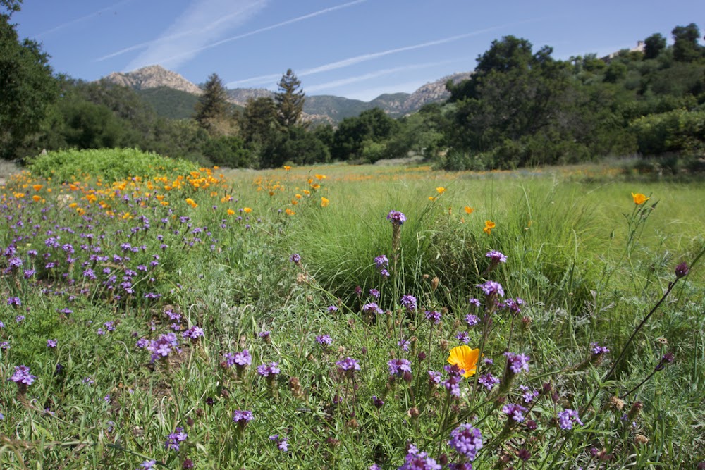 Santa Barbara Botanic Garden