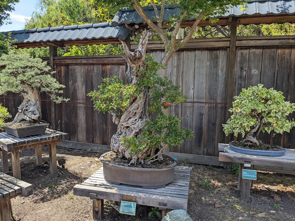 Bonsai Garden