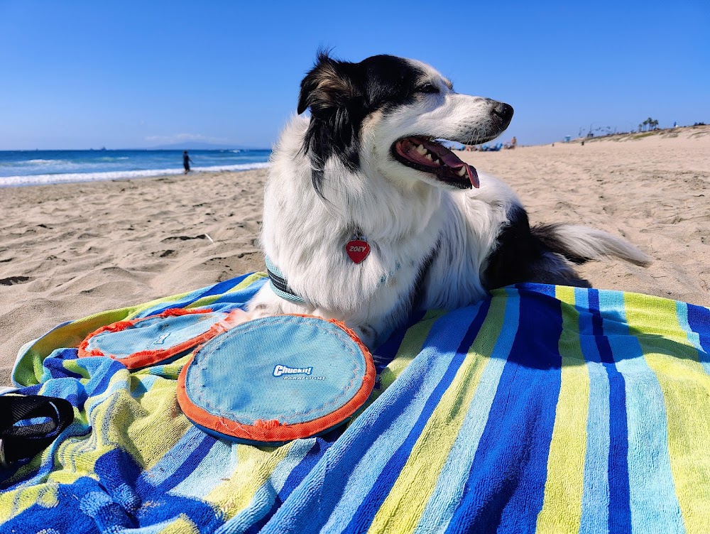 Dog Beach