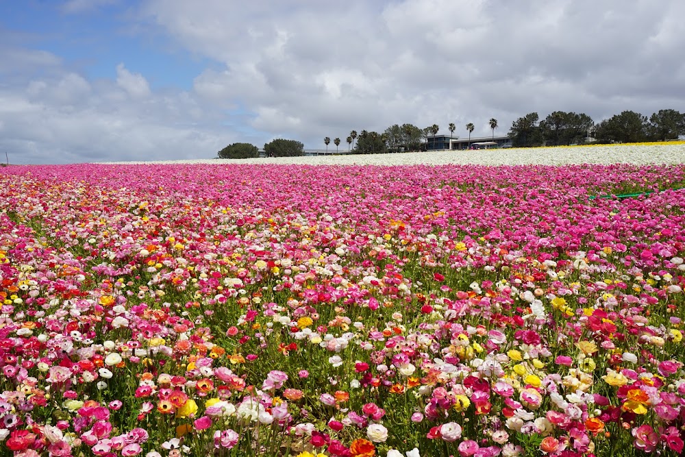 The Flower Fields