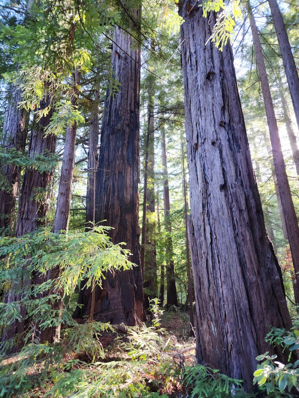 Redwood Deck