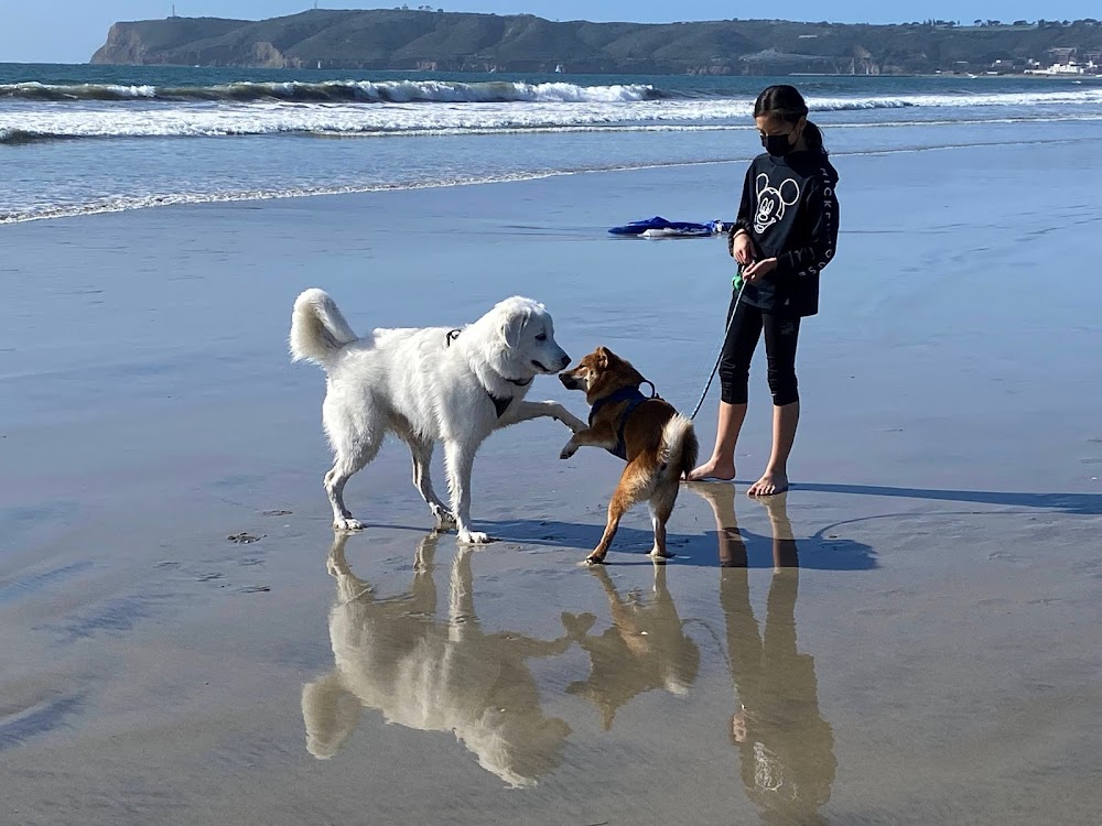 Coronado Beach & Dog Park