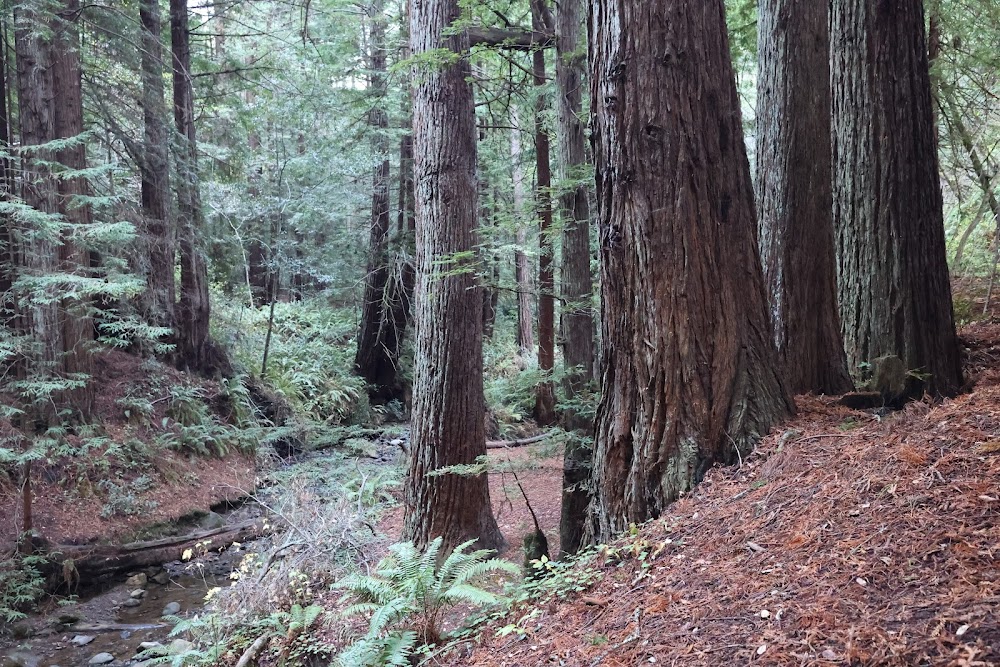 Purisima Creek Redwoods Open Space Preserve