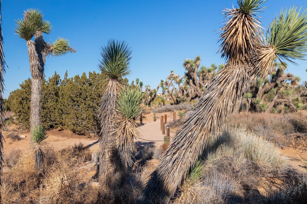 Prime Desert Woodland Preserve