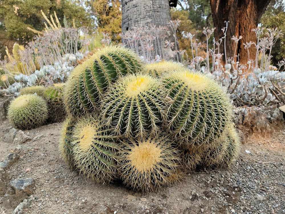 Arizona Garden