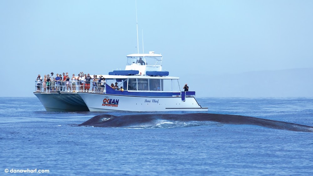 Dana Wharf Sportfishing & Whale Watching