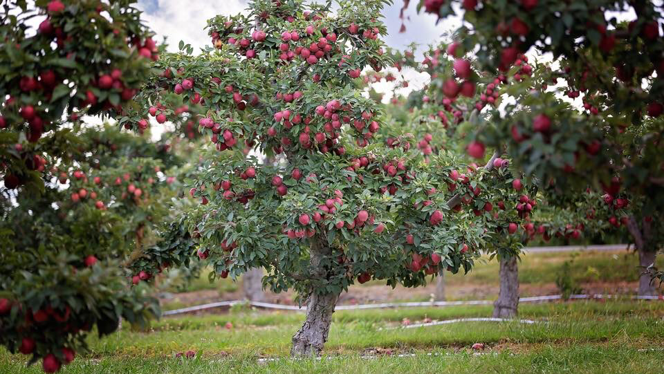 Lawrence Farms Orchards store