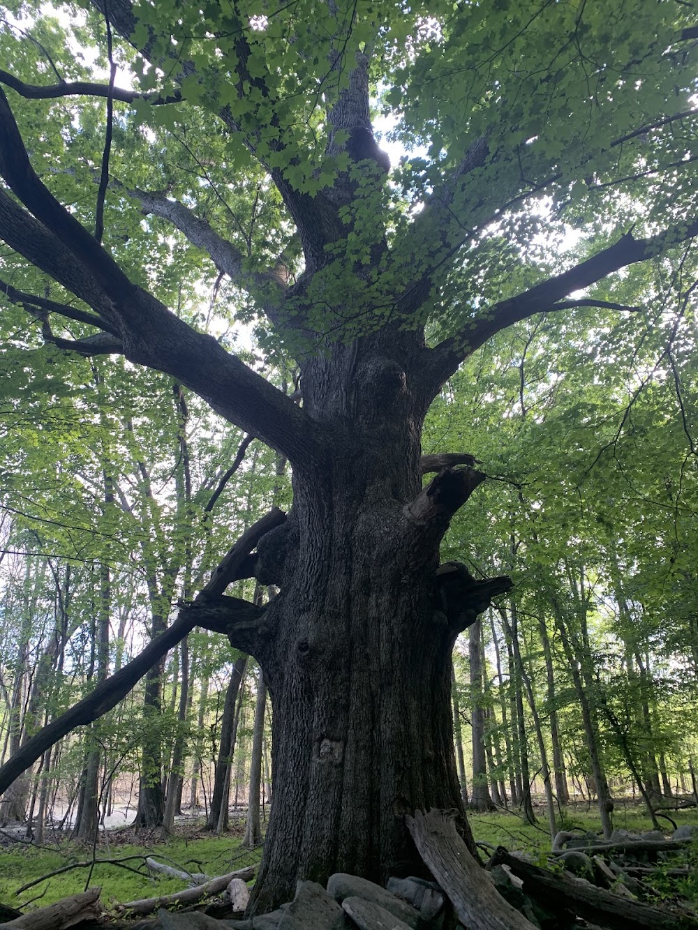 Sylvan Glen Nature Preserve