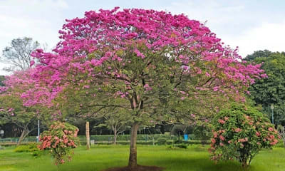 Cubbon Park Bengaluru greenery and walking path in Bengaluru
