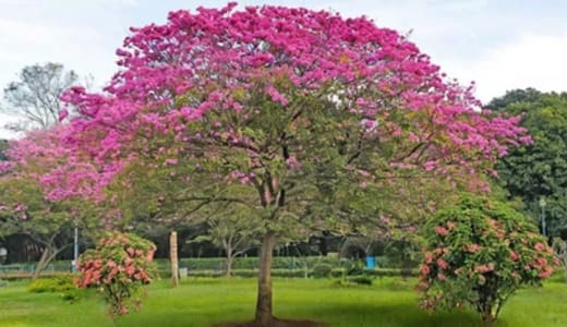 Cubbon Park in Bengaluru