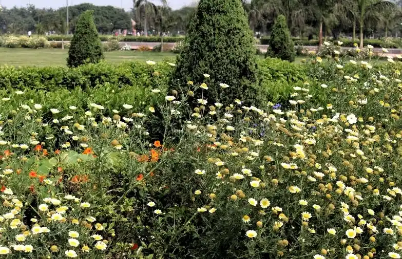 Swarna Jayanti Park water body