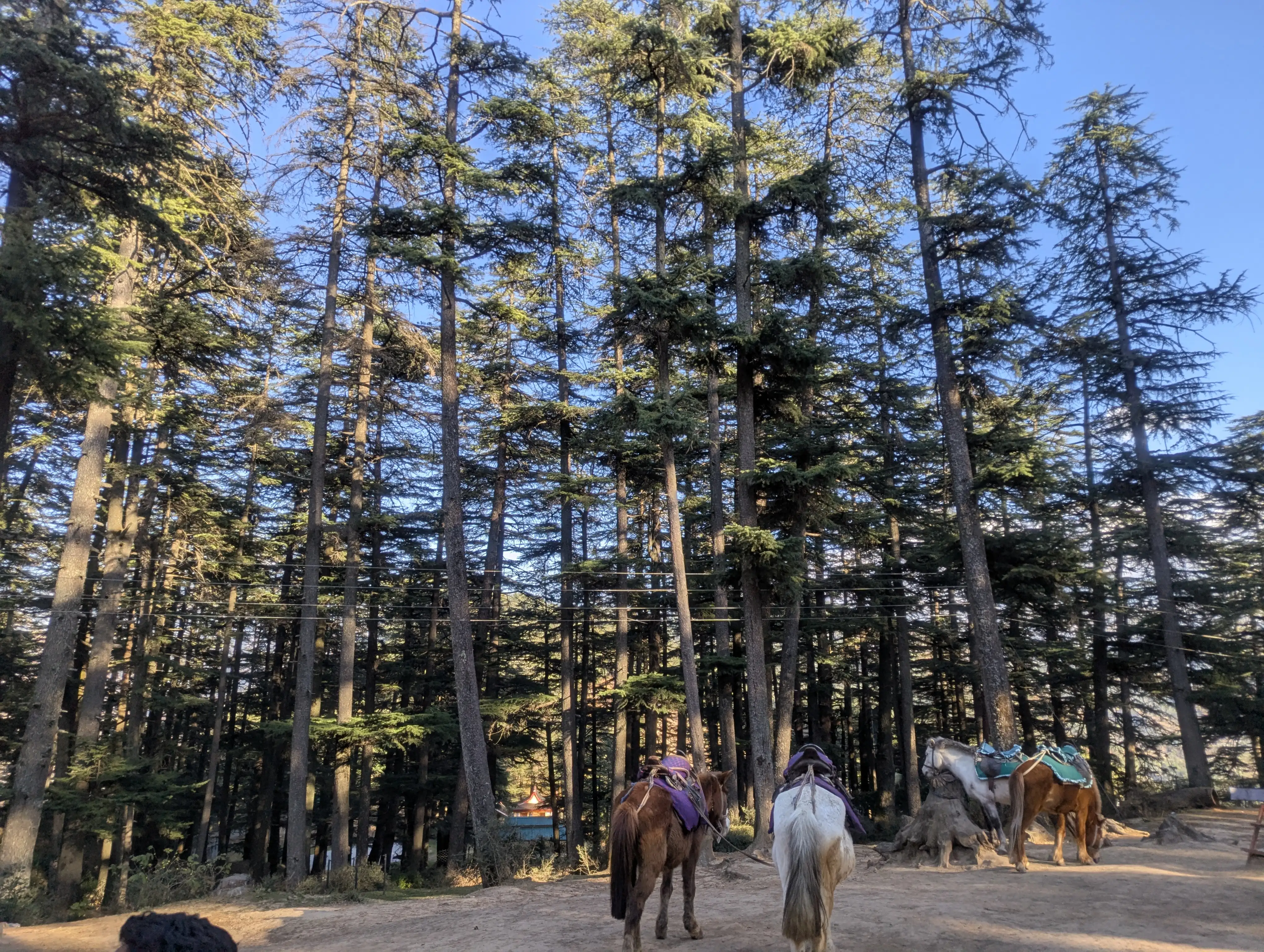 Shimla — travel