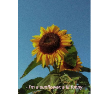 Sunflower A3 Poster