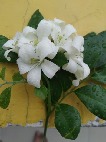 White flower A3 Poster