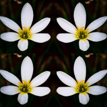 White flowers- macro shot A3 Poster