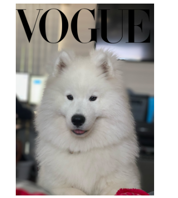 Vogue magazine doggo A3 Poster