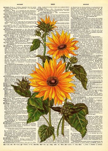 Vintage Sunflower A3 Poster