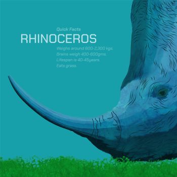 Rhinoceros 